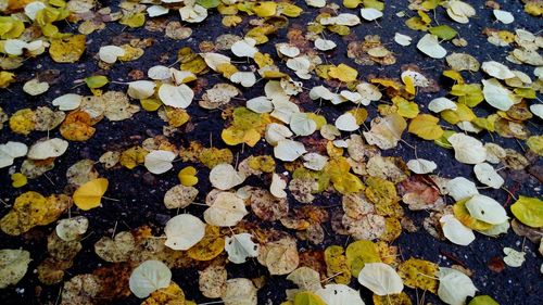 Full frame shot of leaves