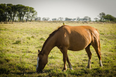 Horse grazing in a field