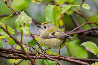 Goldcrest - regulus regulus in neusiedler see national park