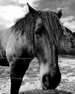 Close-up of horse