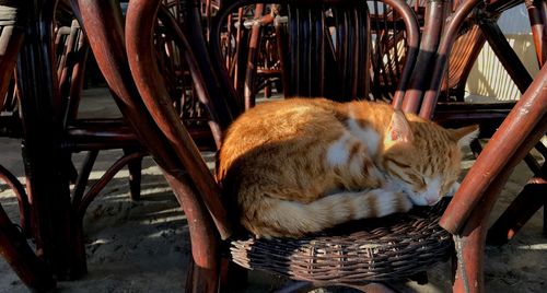 Close-up of cat sleeping on chair