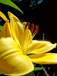 Close-up of yellow day lily blooming outdoors