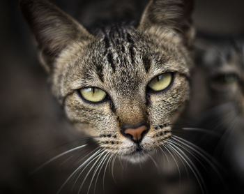 Close-up portrait of a cat