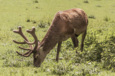 Deer in a field