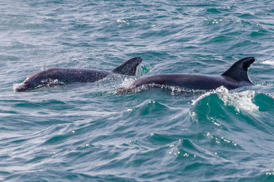 View of whale swimming in sea