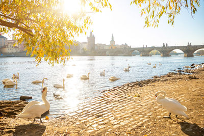 View of seagulls on riverbank