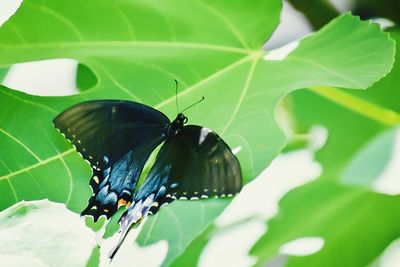 Close-up of insect on leaf