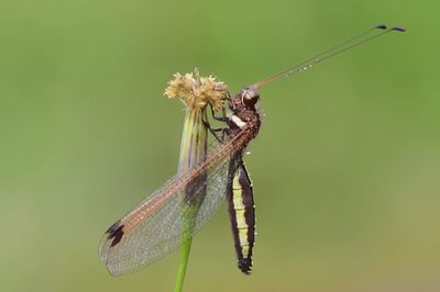 Close-up of dragonfly on plant