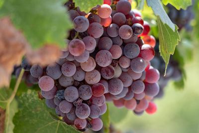 Close-up of grapes growing in vineyard