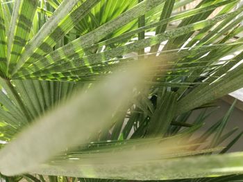 Close-up of fresh green leaves on field