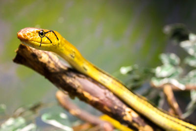 Close-up of yellow insect on leaf