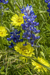 flowering plant