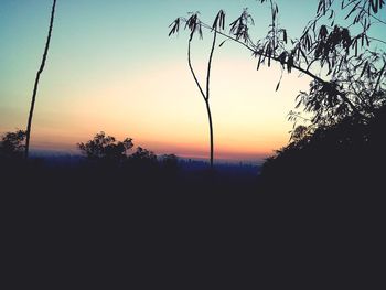 Silhouette of trees at sunset