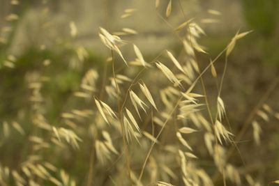 Close-up of plant against blurred background