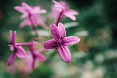 Close-up of flowers blooming outdoors