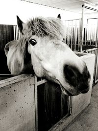 Close-up portrait of horse in stable