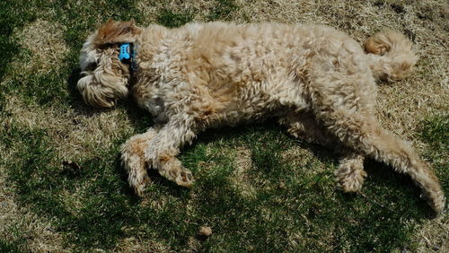 High angle view of dog relaxing on field