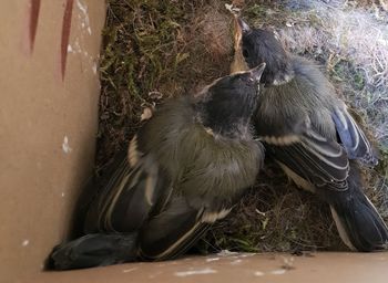 High angle view of bird on land