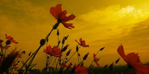 Close-up of orange flowering plant against sky