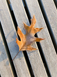 leaf