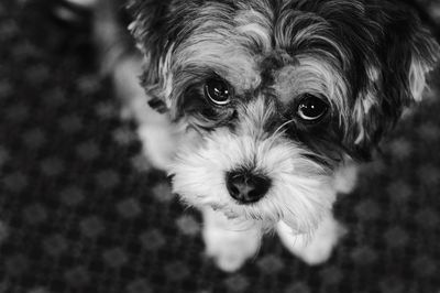 Close-up portrait of dog