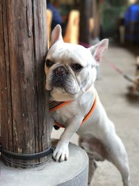 Portrait of dog sitting outdoors