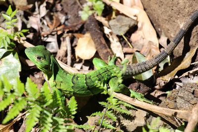 Close-up of lizard on plants