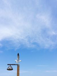 Low angle view of seagull on pole against sky