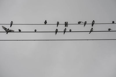 Low angle view of birds perching on cable against sky
