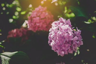 Close-up of pink flowering plant