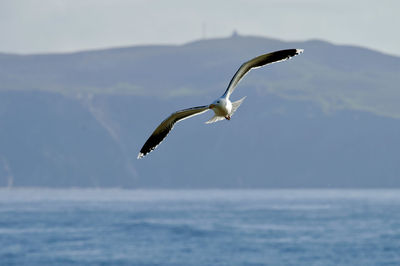 Seagull flying over sea against sky