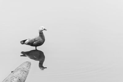 Bird perching on wall