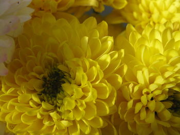 Close-up of yellow dahlia