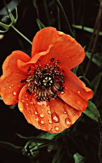 Close-up of wet flower blooming outdoors