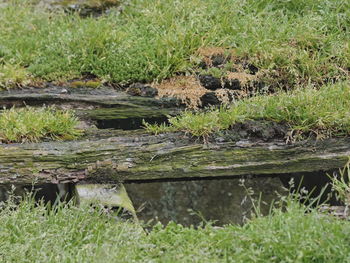 Plants growing on grassy field