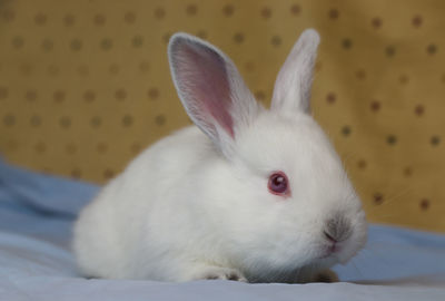 Close-up of a rabbit at home