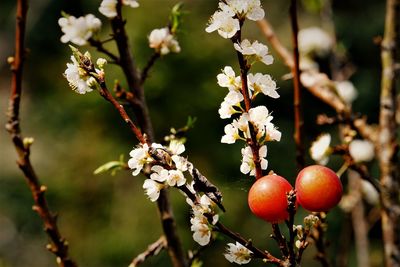 Close-up of plum blossom on tree