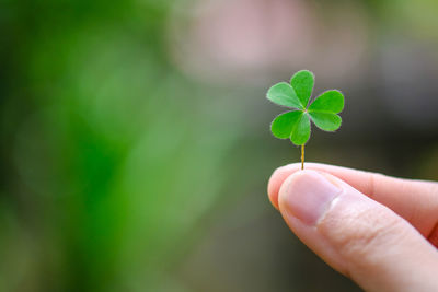 Close-up of hand holding clover