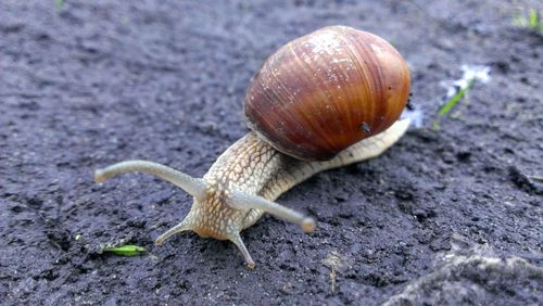 Close-up of snail