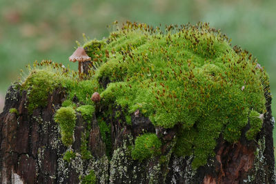 Close-up of succulent plant