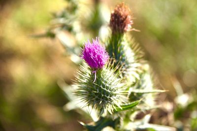 Close-up of thistle flower