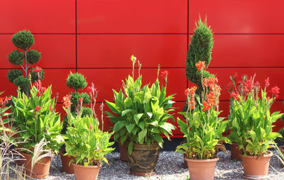 Potted plants against wall