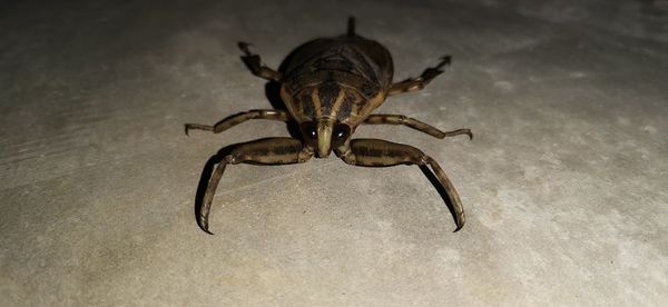 Close-up of spider