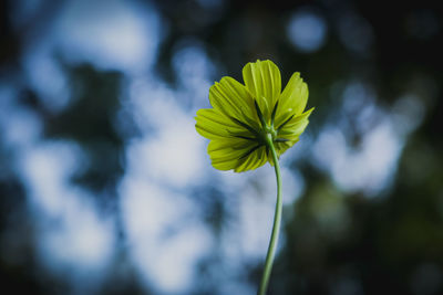 Close-up of yellow flowering plant