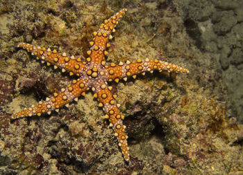 Close-up of crab on rock
