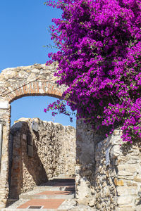 Pink flowering plants by old building against sky