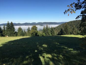 Scenic view of trees on field against clear sky