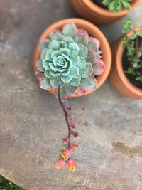 High angle view of succulent plant on field