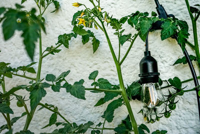 Close-up of white rose on plant against wall