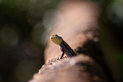 Close-up of lizard